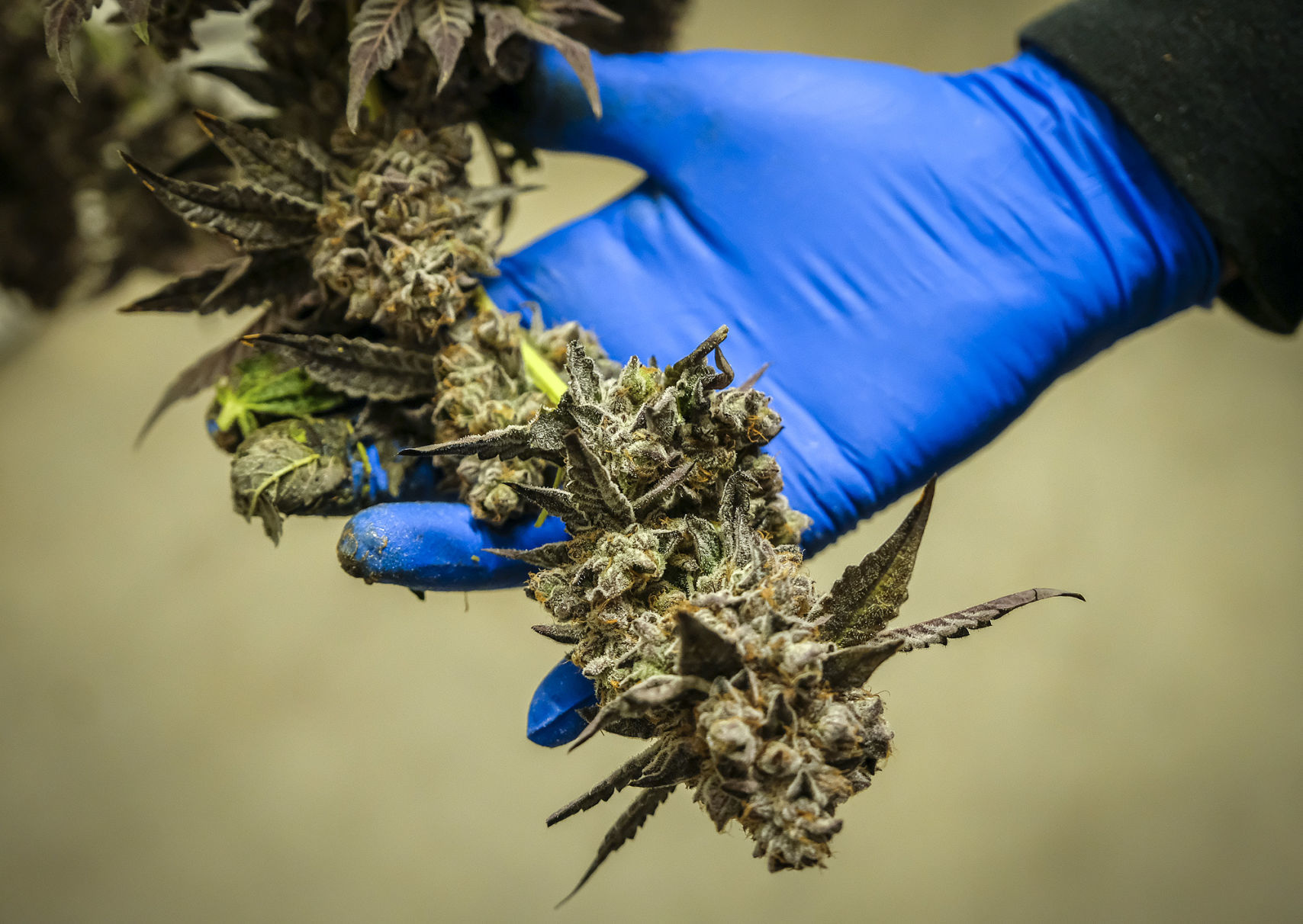 Adult-use cannabis becomes legal